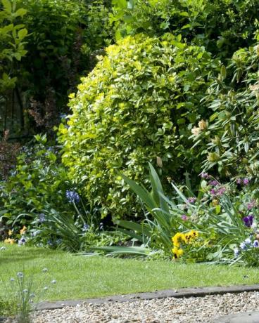 cottage tuin op een zonnige dag