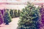Waar echte Britse kerstbomen kopen - Beste kerstboomleveranciers VK