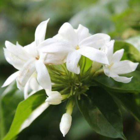 tuinoase, witte trachelospermum jasminoides bloeiend in de tuin, close-up