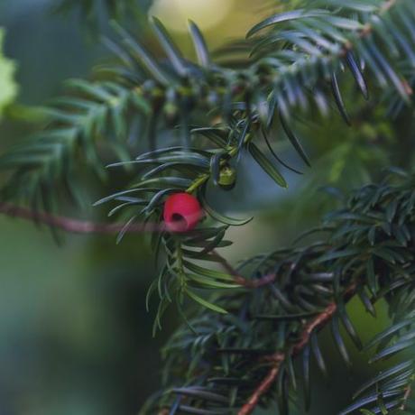 rode bes die aan taxus hangt