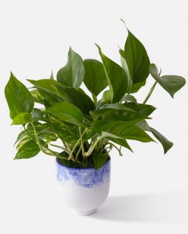 pothos plant