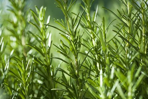 Rosemary groeit in een tuin