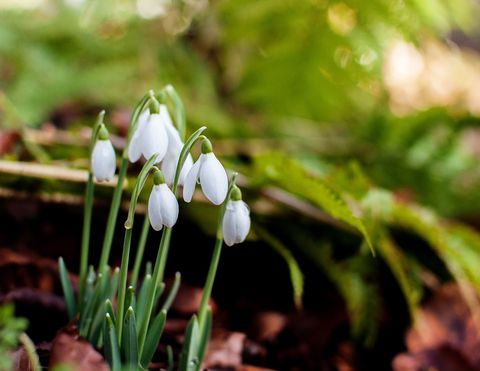 Clusters van sneeuwklokjes (Galanthus) groeien van nature