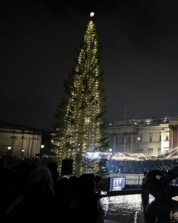 trafalgar vierkante kerstboom verlicht