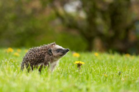 Egel op de weide met paardebloembloem