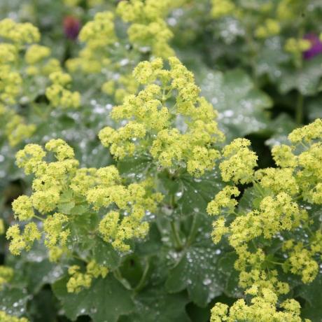 Alchemilla mollis