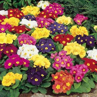 Primrose Seeds - Springtide Mix