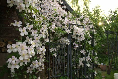 Clematissenbloemen - klimplanten - in tuin