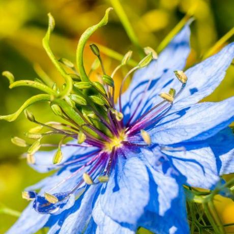 close-up macro nigella elektrische blauwe bloem