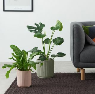 Palm Set van twee aardewerken plantenbakken, roze en saliegrijs