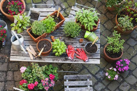 Tuinieren, verschillende medicinale en keukenkruiden en tuingereedschap op tuintafel