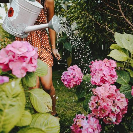 shot vanuit een gemiddeld perspectief van een jonge vrouw die hortensia's water geeft in de voortuin