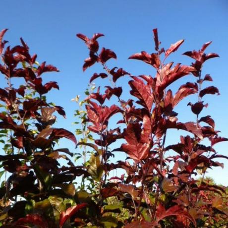 Malus Toringo 'Scarlett'