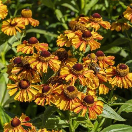 helenium autumnale 'western mengsel'