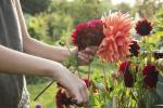 Chelsea Flower Show 2020: RHS Garden for Friendship, Loneliness