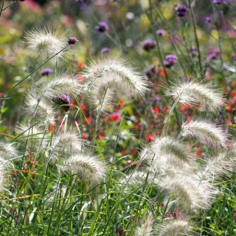 siergras, verengras, pennisetum villosum,