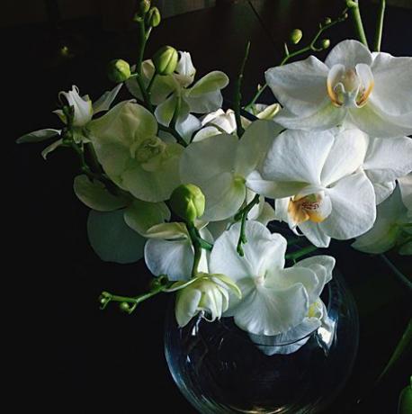 Close-up van verse witte orchideeën in vaas tegen zwarte achtergrond