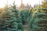 Een milieuvriendelijke kerstboom kiezen