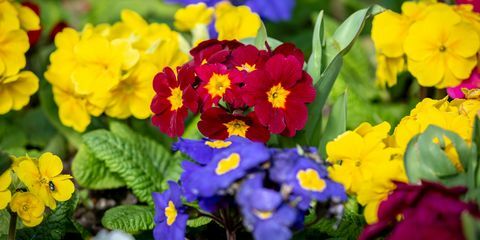 perkplanten, primula