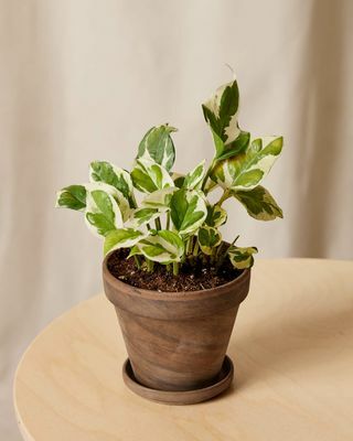 Pothos Plant in een Pot