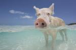 Beroemde zwemvarkens in de Bahama's dood aangetroffen nadat toeristen ze alcohol hebben gegeven
