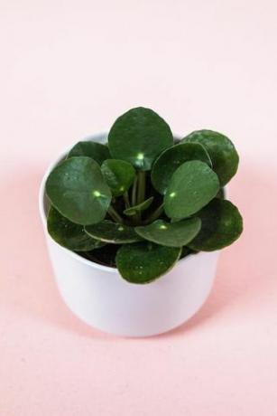 Pilea Peperomioides, pot van 2 inch