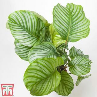 Calathea orbifolia