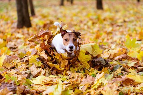 hond loopt door hoop van kleurrijke herfst esdoorn bladeren