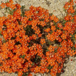 Anagallis Arvensis Bloemzaden