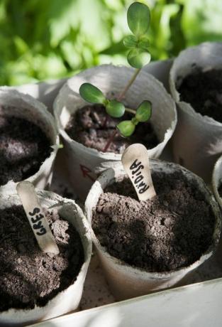 Zaailingen met houten lollystokjes als markers