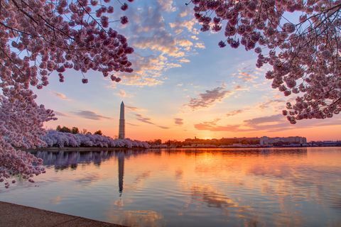 Kersenbomen en cityscape bij zonsopgang, Washington DC, Colombia, de VS