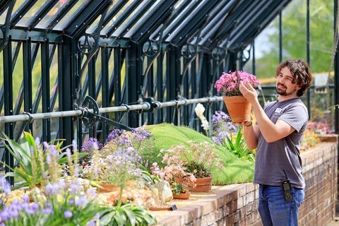 horticulturalist tom king verzorgt vanmorgen de alpine collecties in het alpine display house in rhs garden wisley in surrey, dat op maandag 17 mei zijn deuren heropent voor het publiek