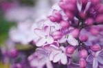 12 feiten die elke lila liefhebber moet weten