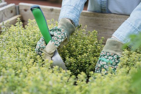 Bebouwde mening van vrouw die het tuinieren handschoenen het tuinieren draagt