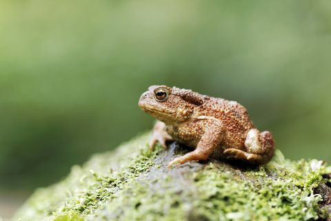 Gemeenschappelijke pad, Bufo bufo, enige pad op logboek, Warwickshire