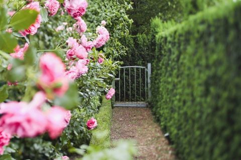 engels-country-tuin-hedge-path