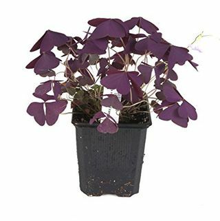 Paarse Shamrock Plant 