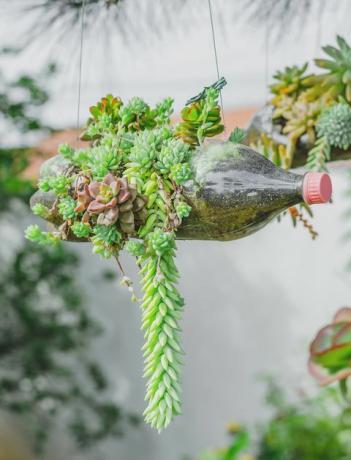 Groene plant groeit op een gesuspendeerde hergebruikte frisdrankfles.