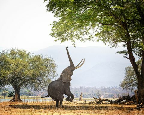 Afrikaanse olifant Boswell op twee voeten in Mana Pools, Zimbabwe