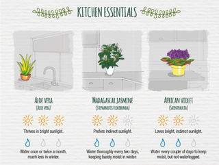 Cheatsheet voor keukenplanten