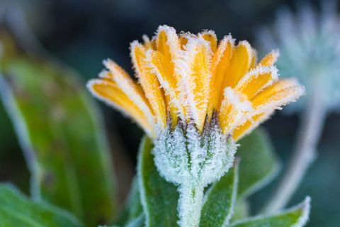 Vorst op vervaagde goudsbloem