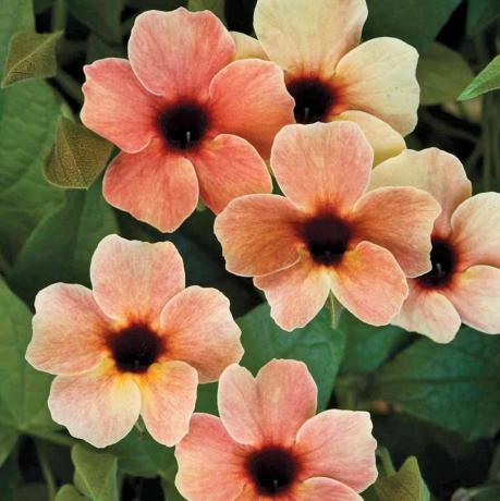 Thunbergia alata 'Afrikaanse zonsondergang'