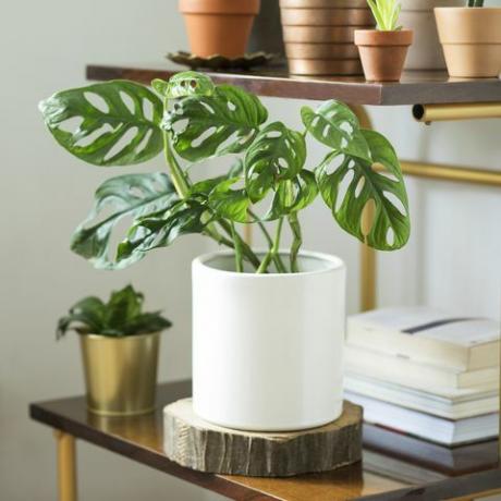 Het moderne kamerinterieur met veel verschillende planten in designpotten op de bruine vintage plank. Huisbinnenland van natuurliefhebber.