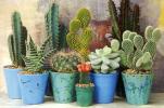 7 dingen die u misschien niet weet over cactussen