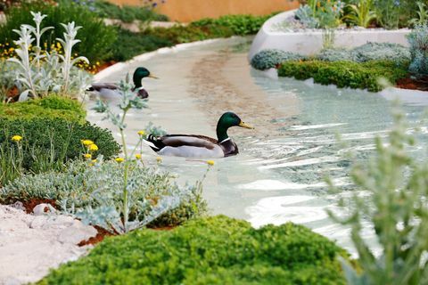 Eenden zwemmen op de waterpartij in de Dubai Majlis Garden op de RHS Chelsea Flower Show in Londen, dinsdag 21 mei 2019.
