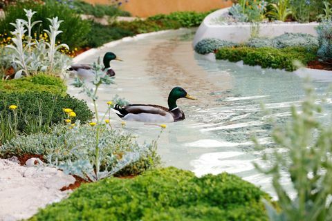 Eenden zwemmen op het water in de Dubai Majlis Garden op RHS Chelsea Flower Show in Londen, dinsdag 21 mei 2019.