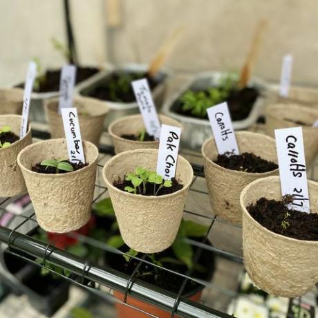 groentezaailingen die in potten groeien, klaar om in de tuin te worden geplant