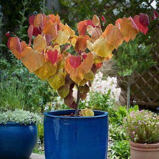 Cercis Canadensis 'Eternal Flame'®