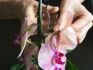 Hoe zorg je voor een orchidee die jarenlang bloeit 2023