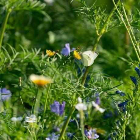 de tuin gazon maaien of niet maaien